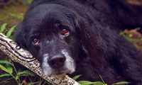 God is a Dog